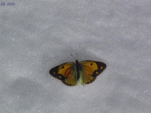Mariposa sobre la nieve