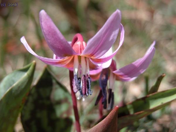 Y para terminar, una bella flor cerca de la Besurta