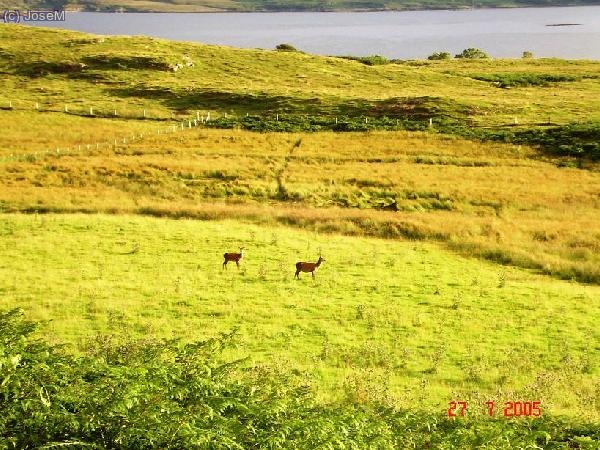 de vuelta de hacer bloque...unos ciervos
