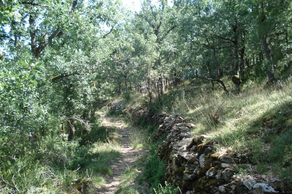 Camino por el magn&iacute;fico robledal que nos lleva al barrio alto de Ot&iacute;n