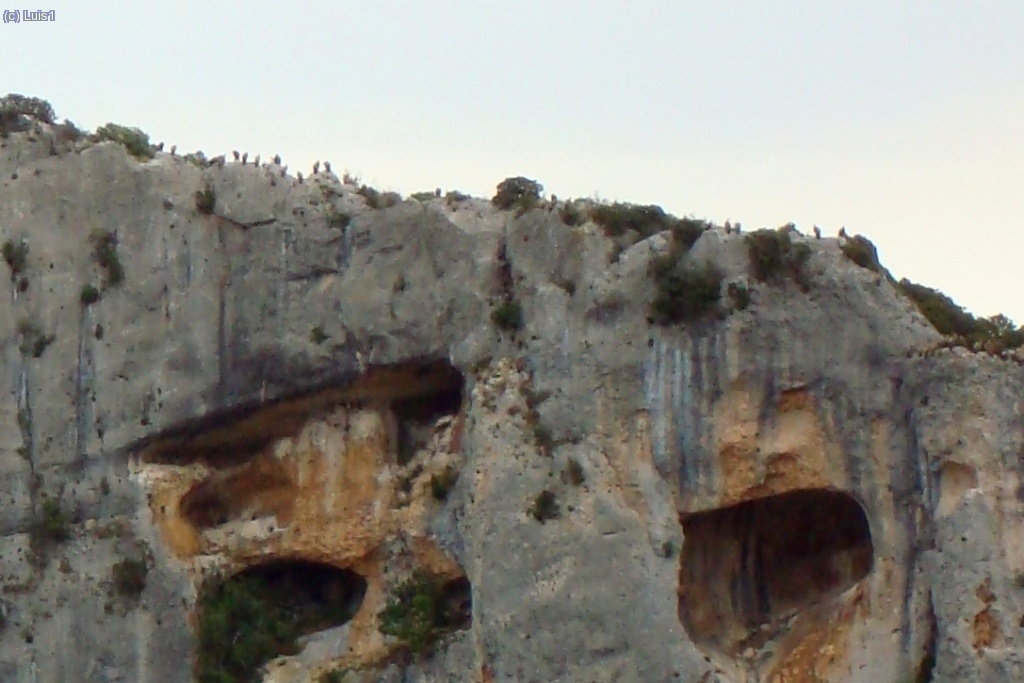 Buitres posados el lo alto.
