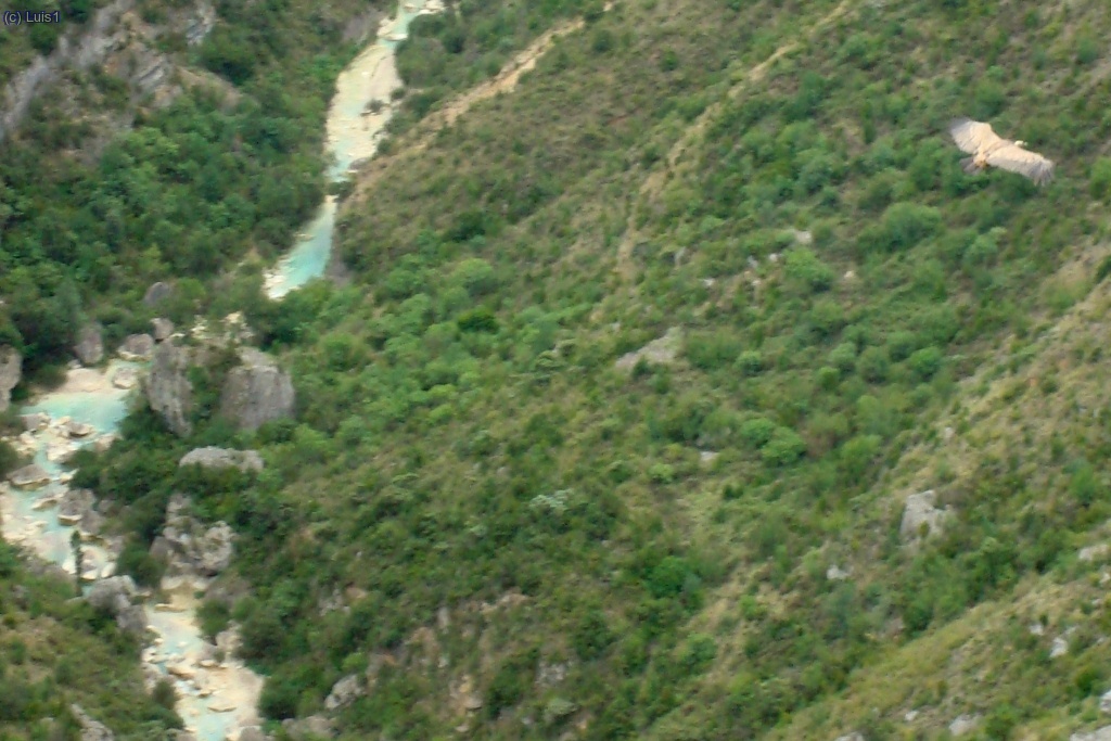 Mirando ahora hacia el sur, se pude ver un buitre volando a la derecha.