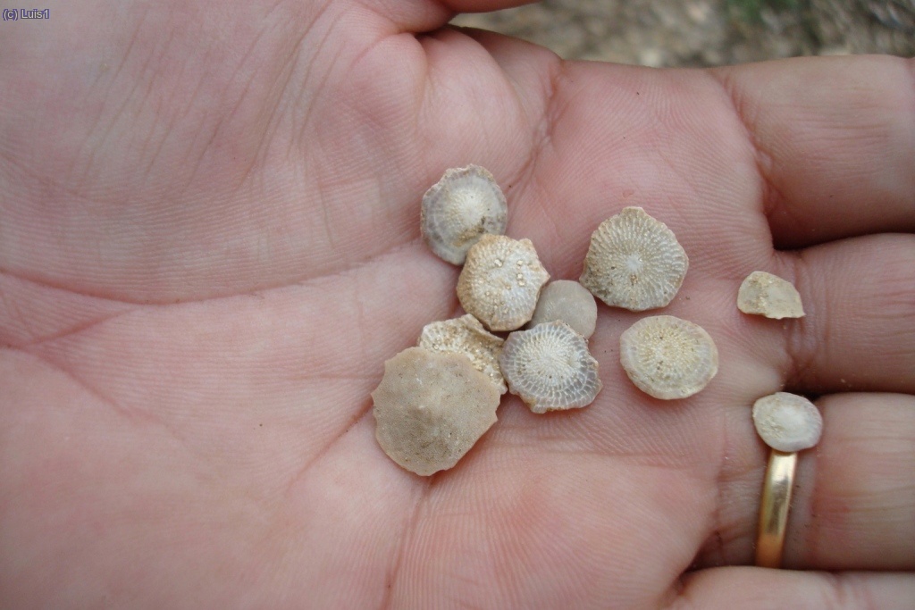 "Dineretes" son fósiles de conchas.