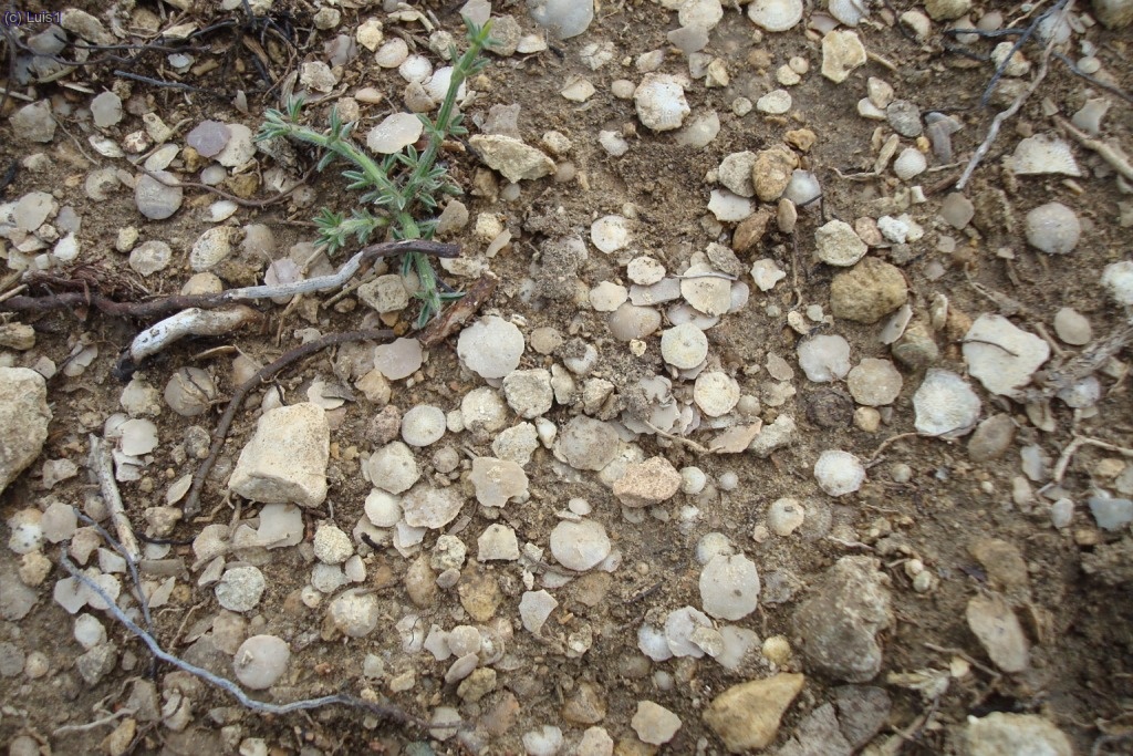 "Dineretes" . Los hay a cientos de miles.