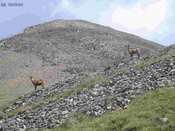 Pratenc y yo hicimos fotografías de cerca siguiendo a isards
