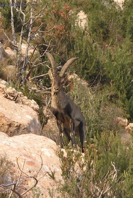 macho de cabra salvaje mirándome fijamente, y yo a él ...