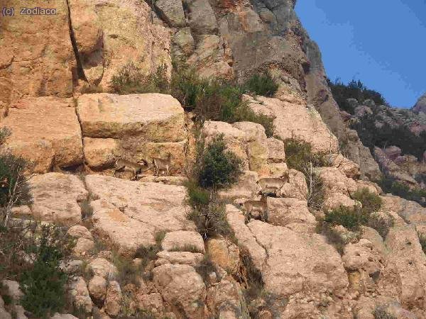 cuatro cabras salvajes, la actitud del macho en la foto confirma el periodo de celo...