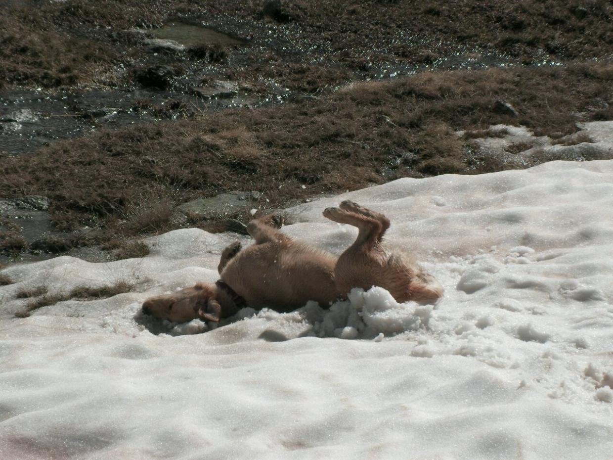 La Puca fent un dels seus "culenbagen", segurament la que millor s