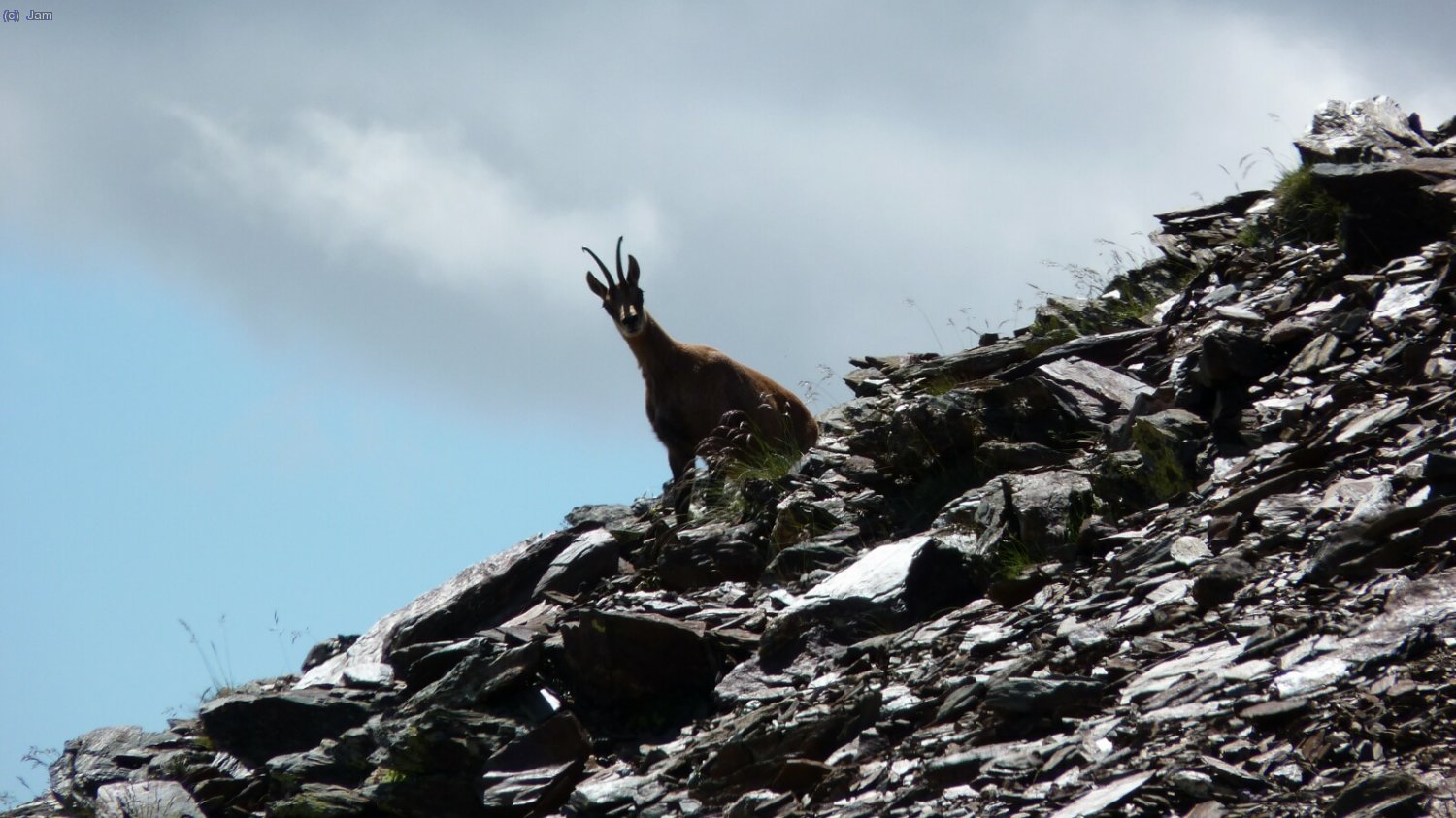 Un cabirol ens observa.