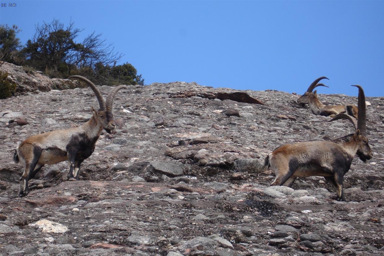 Foto realizada en la monta&ntilde;a de Montserrat, se ven 3 machos del aespecie Capra Pyrenaica Hipanica ( Cabra Montesa ), he tenido que acercarme lo suficiente para que no se asustaran!!!