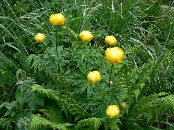 Calderones o Troillus europaeus