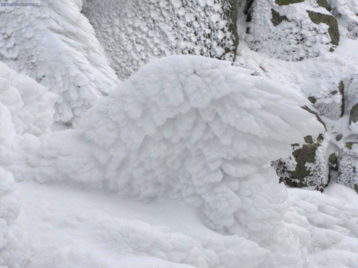 Una ala de angel atrapada en el hielo