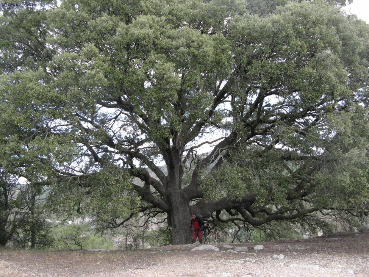 Encina de copa monumental en el Mas de la Barba