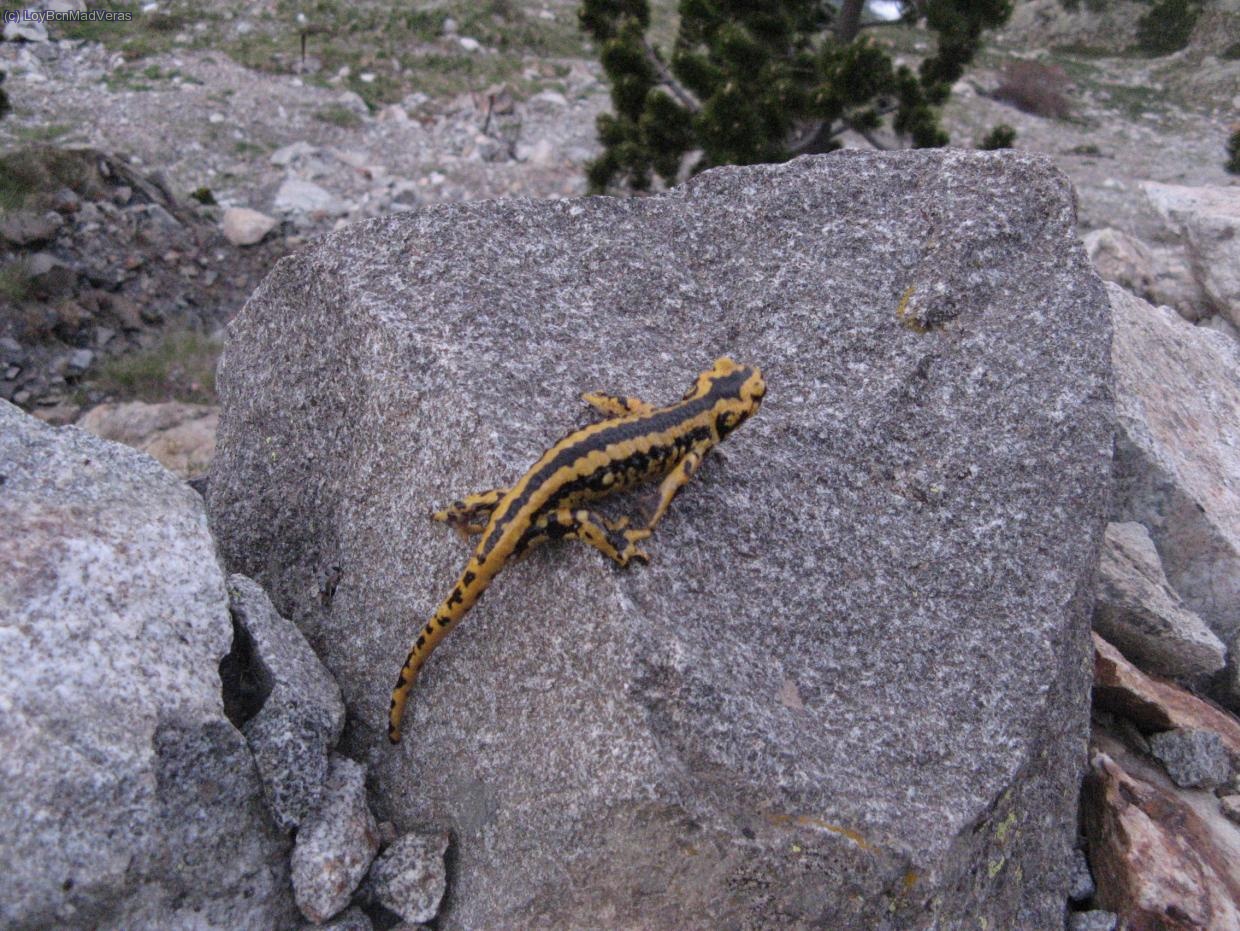 Una salamandra