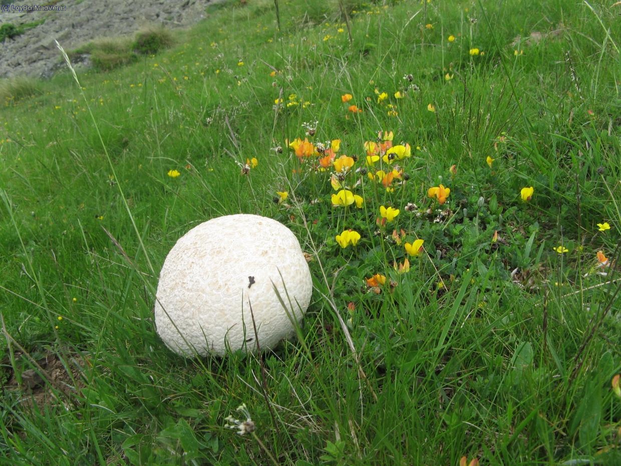 Agaricus.... GIGANTUS!!! el super champi&ntilde;&oacute;n!!!