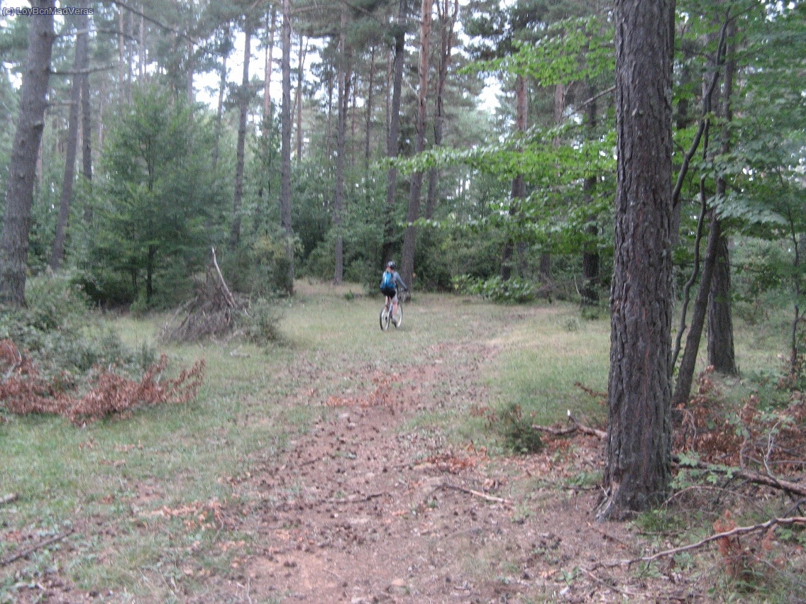 La ruta se acorta por medio del bosque, por camino marcado