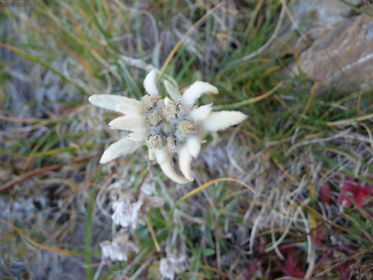 Encontramos Edelweis en mitad de la cresta