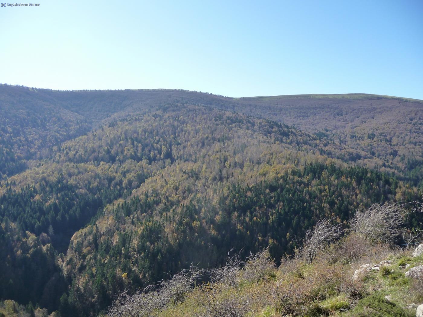 Vista de la selva de irati desde el Mirador. Una lastima que ya hayan caido casi todas las hojas