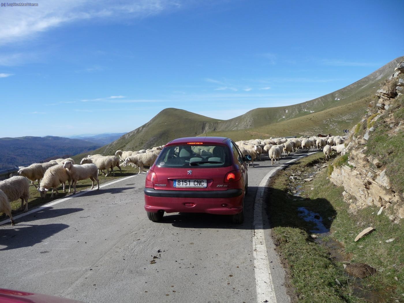 la invasion de las ovejas...
