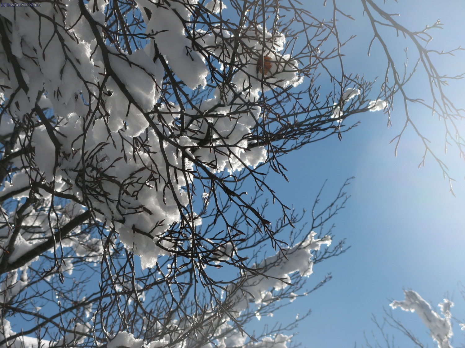 Los arboles estan a rebentar de nieve