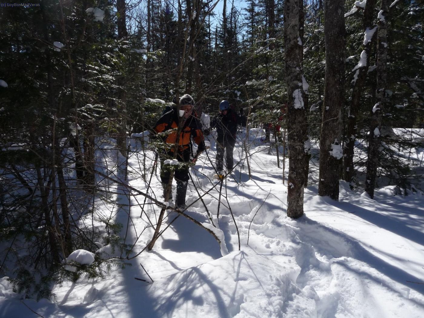 Atravesando el bosque en busca del camino