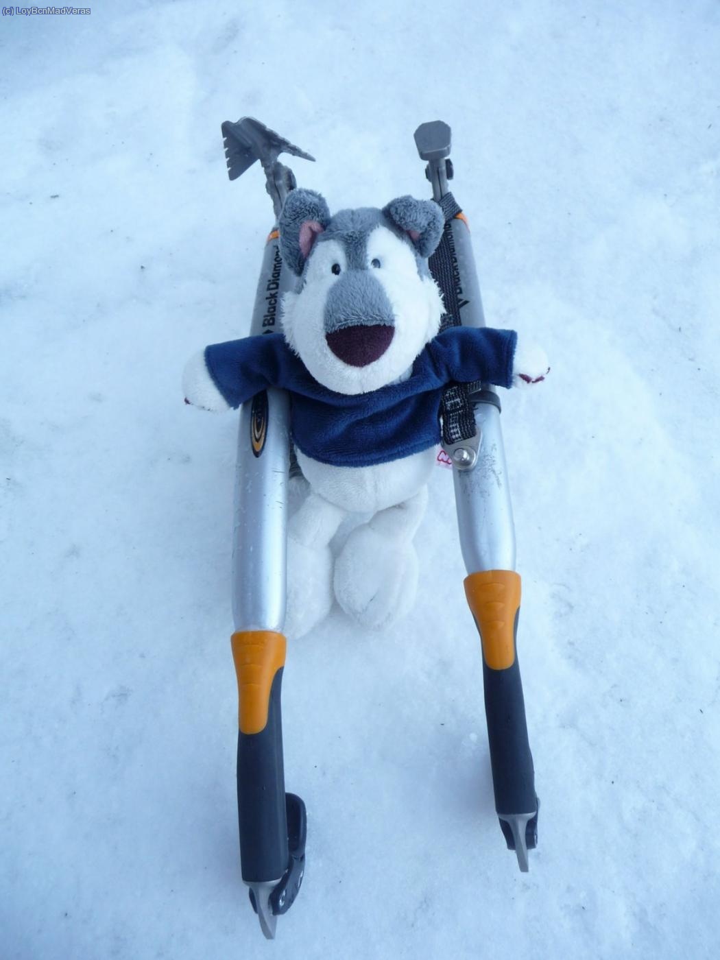 Husky entre las nieves de su tierra