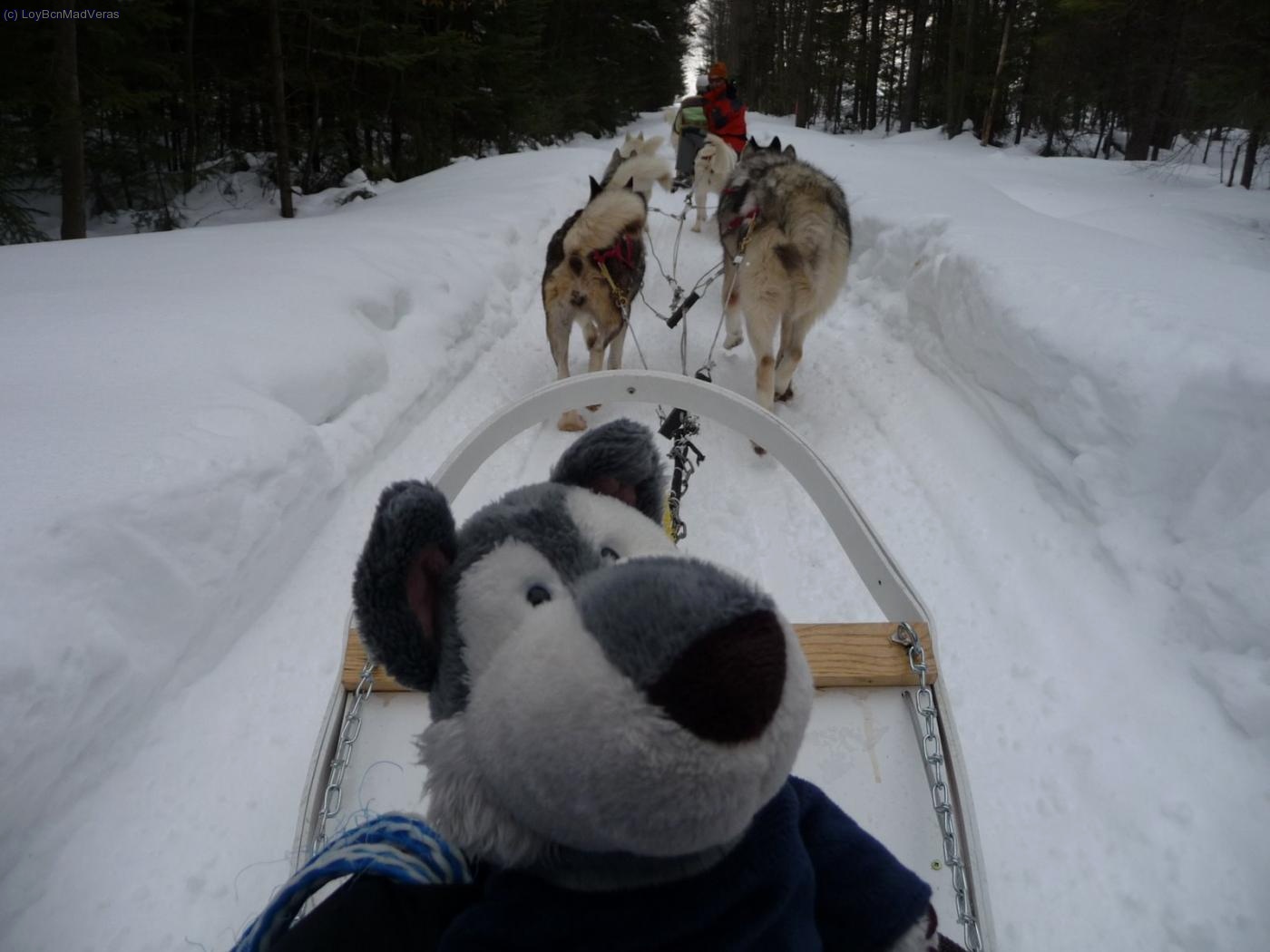 Ahora conduce el Husky