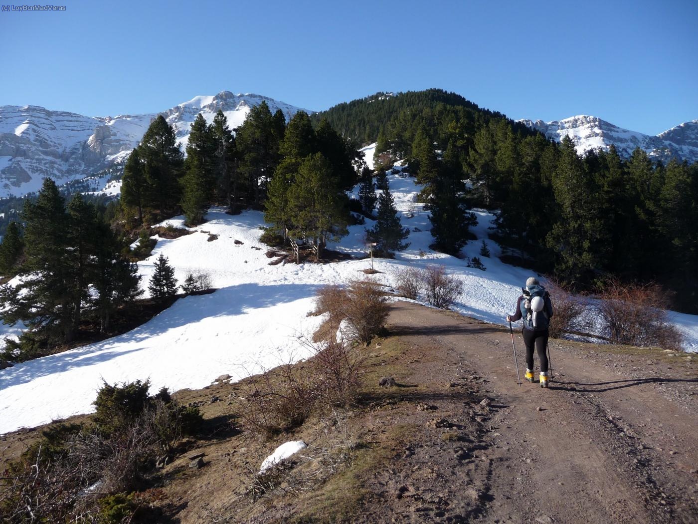 Madveras en el Coll de l