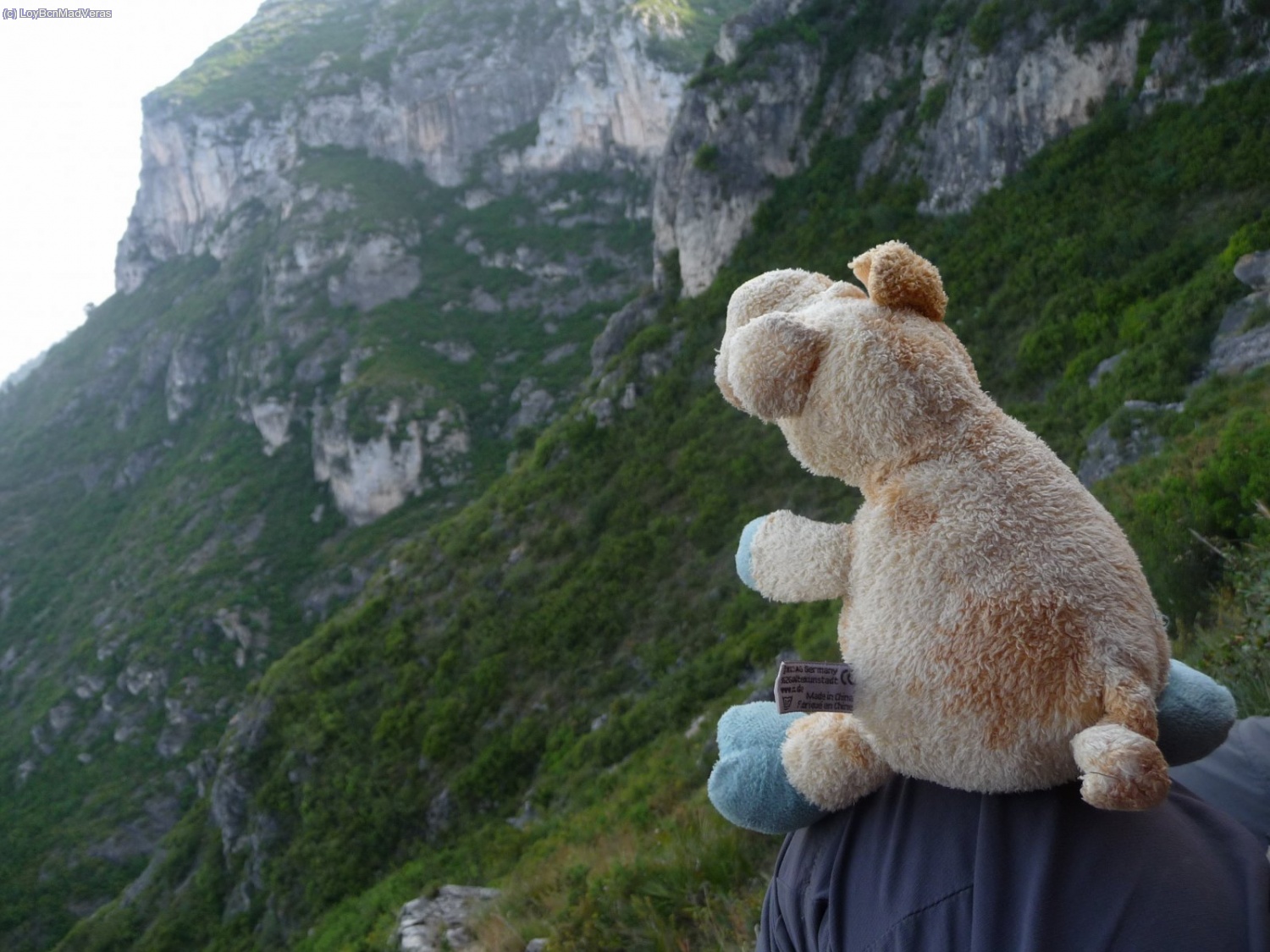 Cochi mirando las vistas