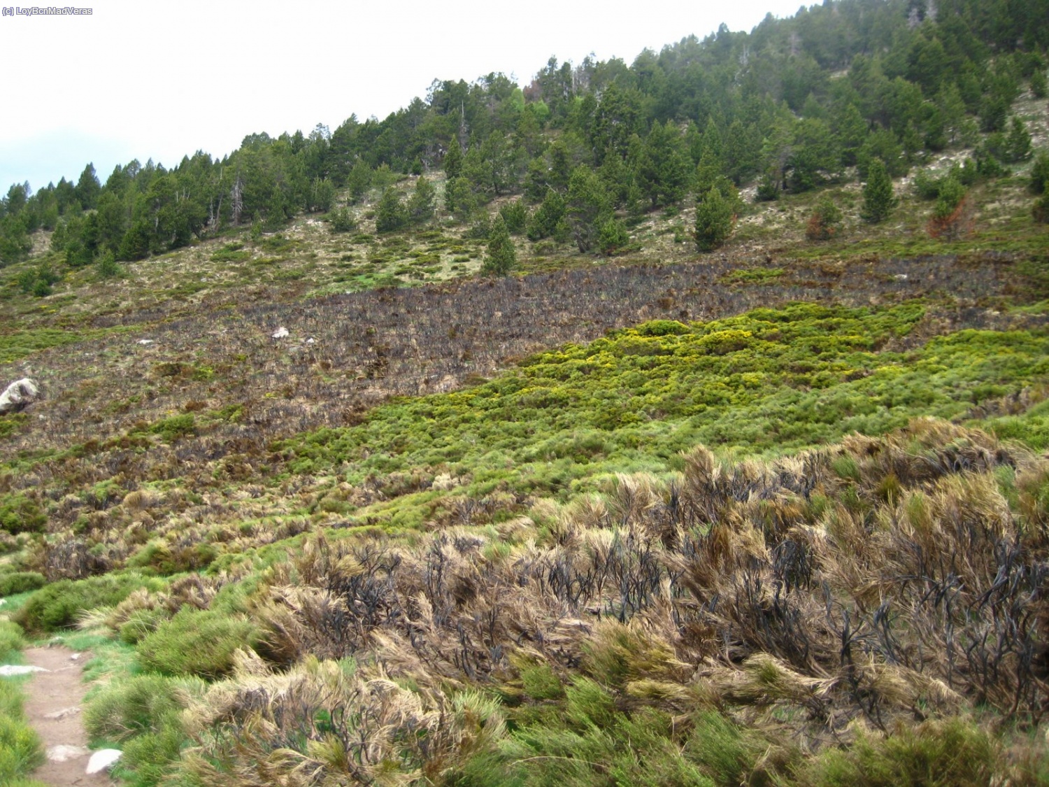 Todo el valle tiene marcas de rayos