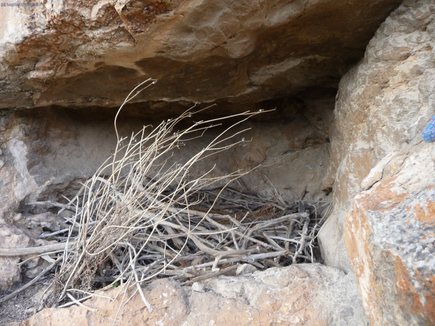 Nido vac&iacute;o... pues yo cre&iacute;a que esta parte no era zona de nidificaci&oacute;n...