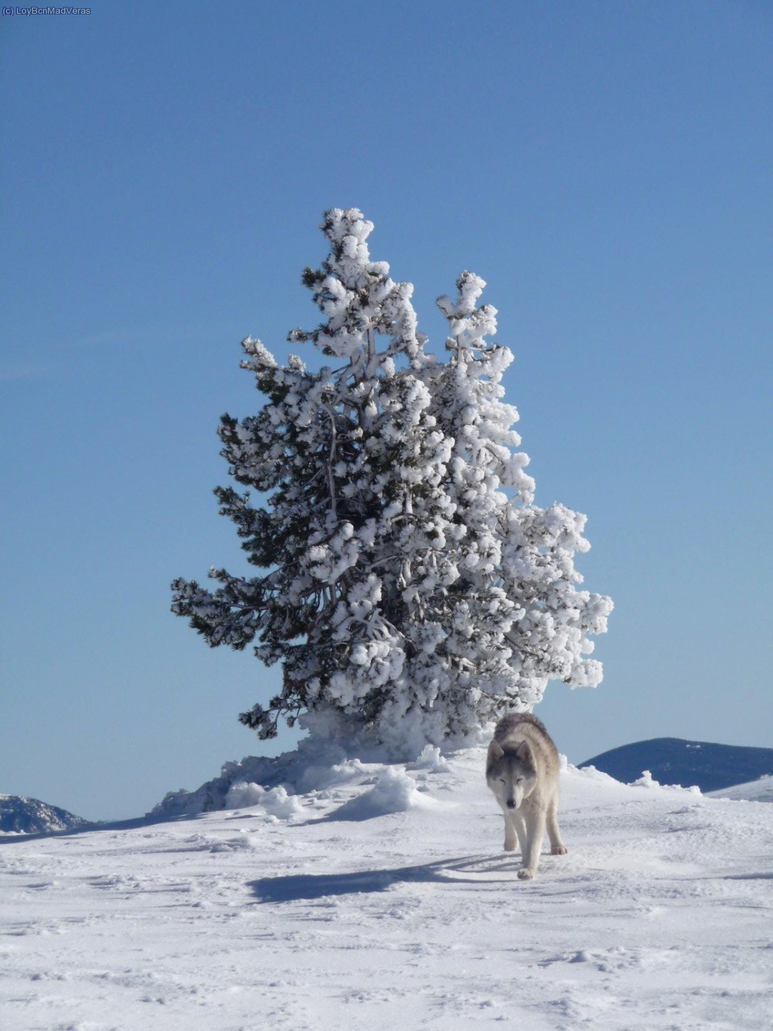 que viene el loboooo jejejej