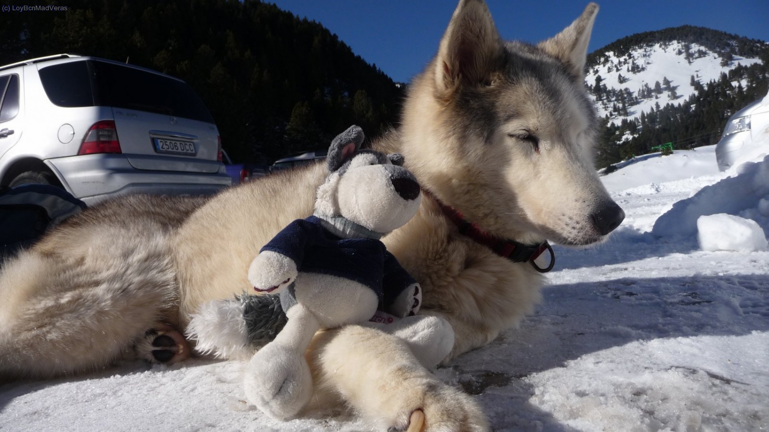 El Husky y la Lakie.