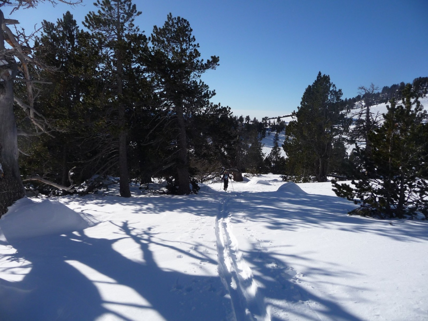 Loybcn por el bosque