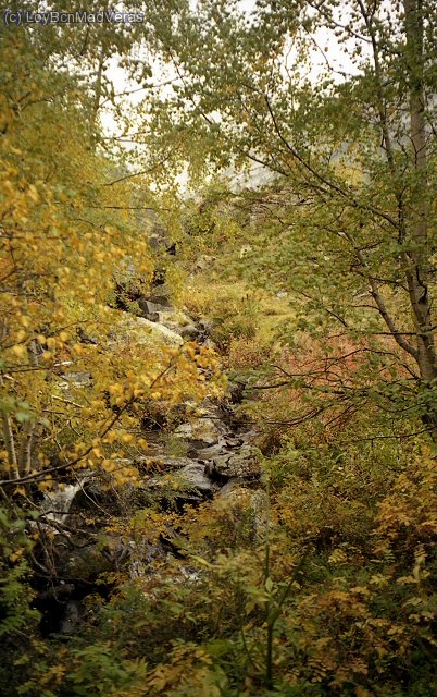 OtoÃ±o en el bosque