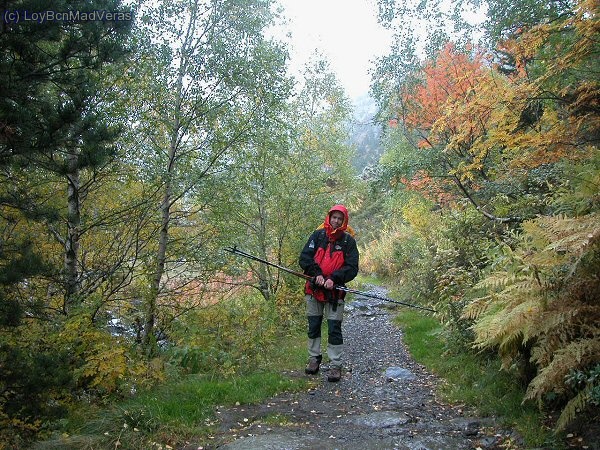 La abeja maya que vuelve al prado
