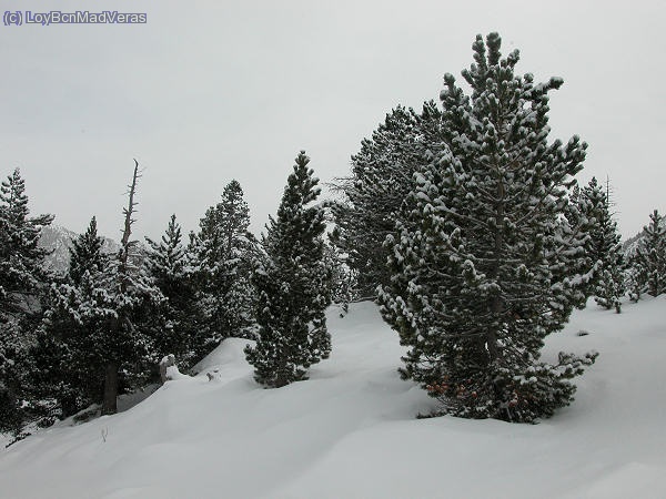 que bonito es el invierno ;)