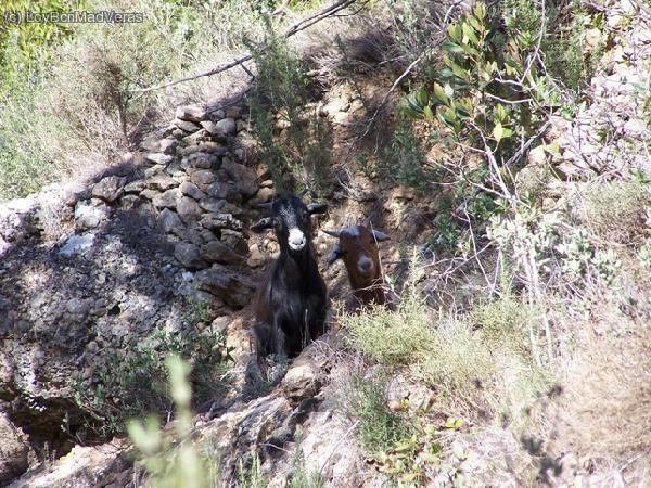 Es habitual encontralas por el montsant