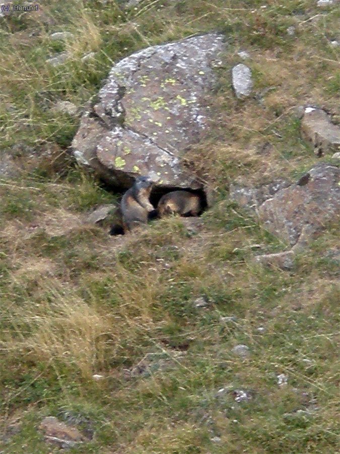Parella de marmotes.