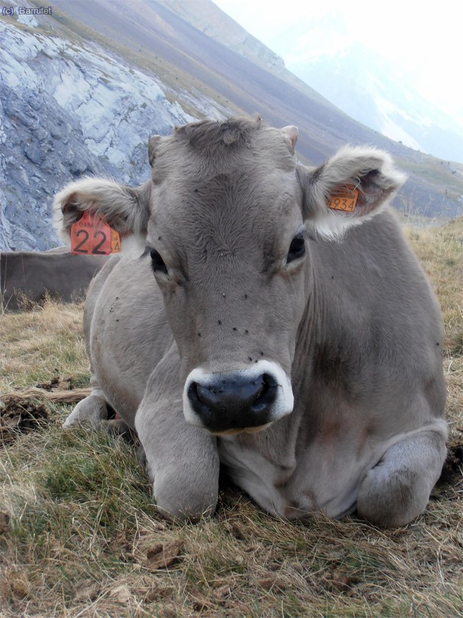 Una de les moltes vaques que pasturen cam&iacute; del Puerto.