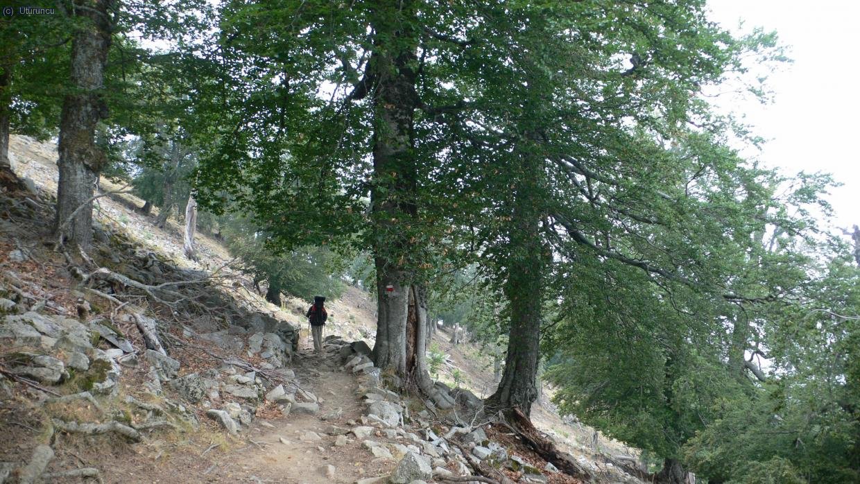 Hayedos en el camino de descenso hacia la Bocca San Petru (1450m)