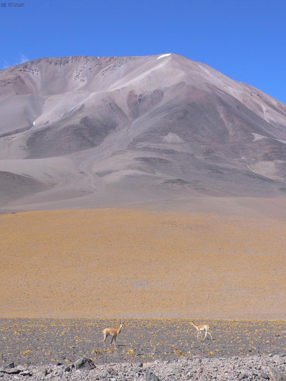 Vicu&ntilde;as en la pampa a pie del San Francisco