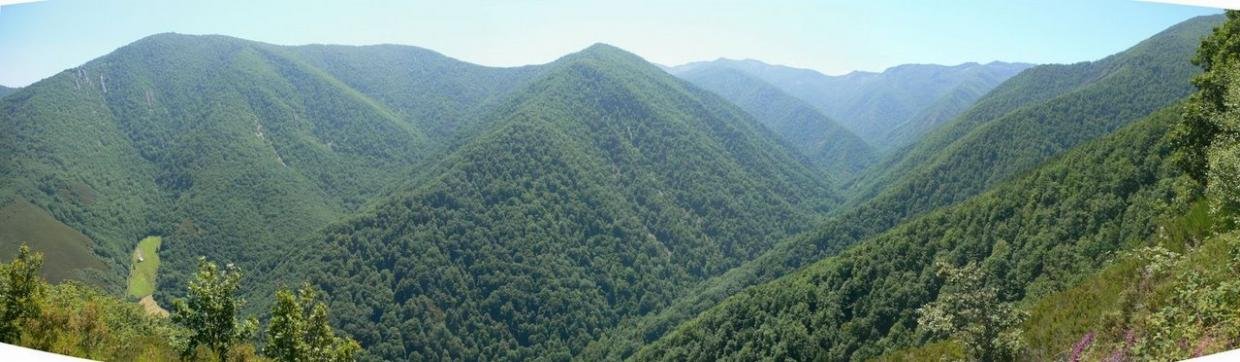 Bosque de Muniellos desde el Puerto del Counnio