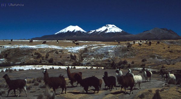 Llamas en las termas de Sajama