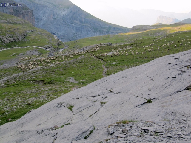Reba&ntilde;o de ovejas