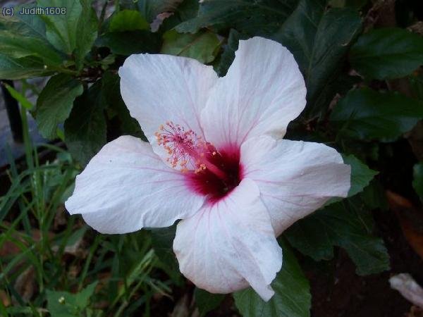 Madeira agost 2006