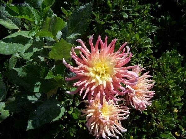 Madeira agost 2006