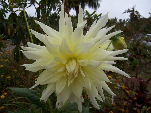 Madeira agost 2006