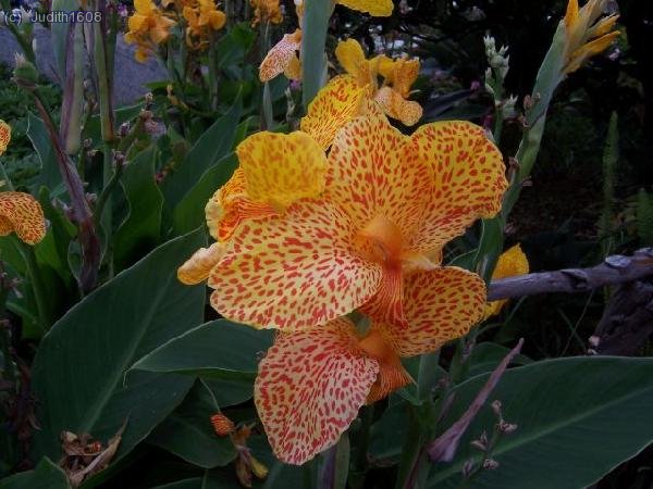 Madeira agost 2006