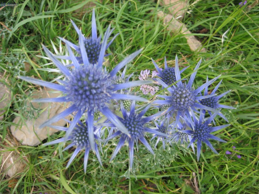  Ojos punkies ... la mirada del cardo ( Eryngium bourgatii )